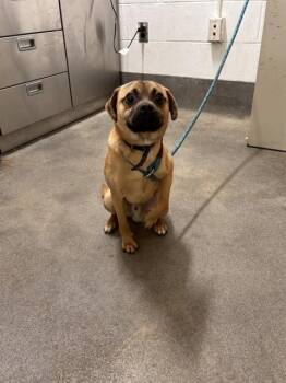 HARVEY -  Pug Dog for Adoption - HARVEY | PetCurious