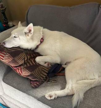 Miss Frost -  Siberian Husky Dog for Adoption in Aurora, Indiana - Miss Frost | PetCurious