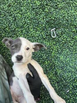 Rescue Pit Bull Terrier and Mixed Breed Dogs for Adoption in El Paso, Texas - 59693177 | PetCurious