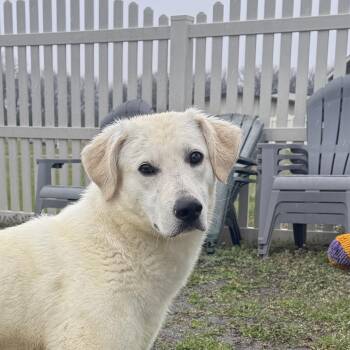 Labrador Retriever Dogs Available for Adoption - Pebblepip | PetCurious