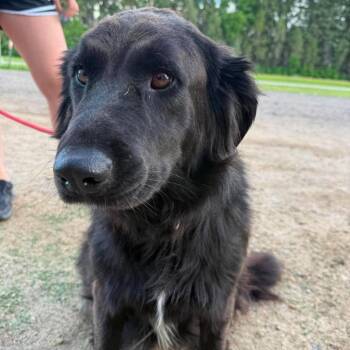 Estelle -  Retriever Dog for Adoption in Buffalo, Minnesota - Estelle | PetCurious