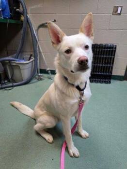 Stetson Kevin -  German Shepherd Dog and Husky Dog for Adoption in Williamsport, Pennsylvania - Stetson Kevin | PetCurious