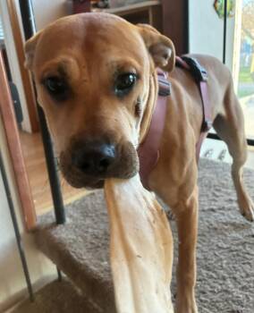 Yellow Labrador Retriever and Pit Bull Terrier Dogs Available for Adoption - Napa | PetCurious