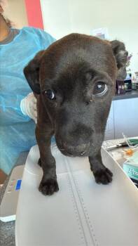 Mixed Breed Dogs Available for Adoption in West Chester, Pennsylvania - Biscuit (yellow) | PetCurious