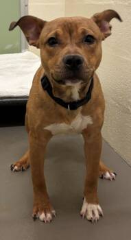Pit Bull Terrier Dogs Available for Adoption in Hagerstown, Maryland - GIN | PetCurious
