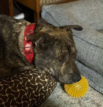 Disco -  Mixed Breed Dog for Adoption in Saskatoon, Saskatchewan - Disco | PetCurious