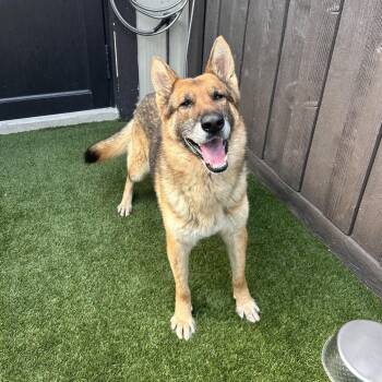German Shepherd Dog Dogs Available for Adoption in Loxahatchee Groves, Florida - Chase 7134 | PetCurious