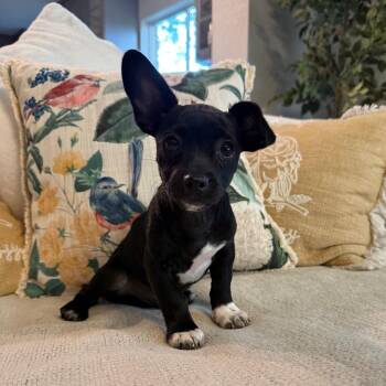 Dachshund and Terrier Dogs Available for Adoption - Jeramiah | PetCurious