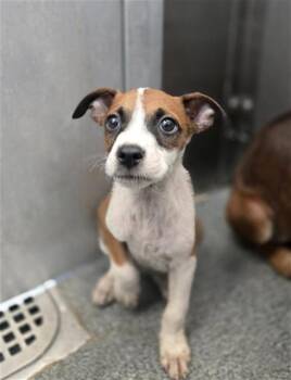 ATLAS -  Mixed Breed Dog for Adoption in Dallas, Texas - ATLAS | PetCurious