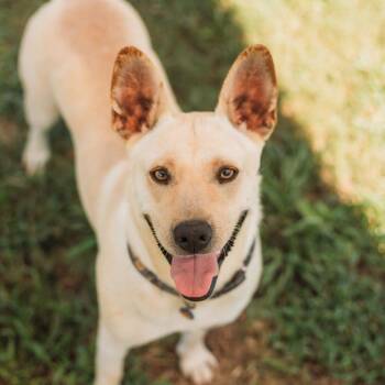Myrtle -  Terrier and Mixed Breed Dog for Adoption in Washington, District Of Columbia - Myrtle | PetCurious