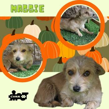 Rescue Terrier Dogs for Adoption in Lindsay, California - Maggie | PetCurious
