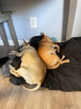 Rescue Terrier Dogs for Adoption in Fresno, California - Boomer And Connor | PetCurious