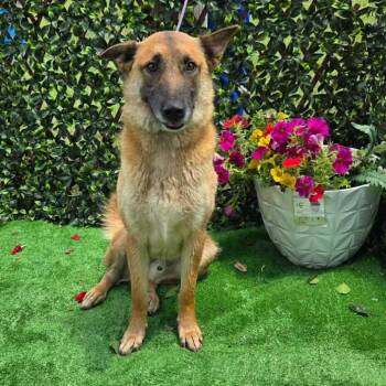 Rocky -  German Shepherd Dog Dog for Adoption in Jefferson City, Tennessee - Rocky | PetCurious