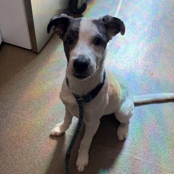 Meti -  Australian Cattle Dog Blue Heeler and Mixed Breed Dog for Adoption in Council Bluffs, Iowa - Meti | PetCurious