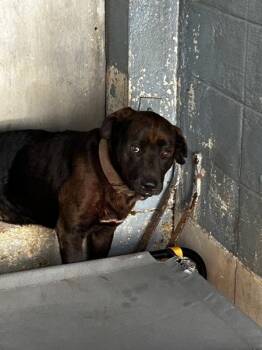 Hot Dog -  Pit Bull Terrier Dog for Adoption in Mobile, Alabama - Hot Dog | PetCurious