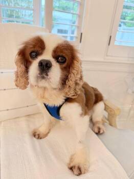 Cavalier King Charles Spaniel Dogs Available for Adoption in Pass Christian, Mississippi - Rory | PetCurious