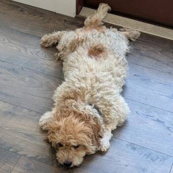 Judge Lola -  Miniature Poodle and Spaniel Dog for Adoption in Walnut Creek, California - Judge Lola | PetCurious