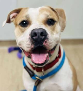 Rescue Mixed Breed Dogs for Adoption in West Chester, Pennsylvania - Picklebutt | PetCurious