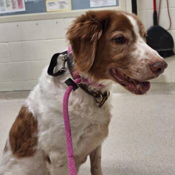 Brittany Spaniel Dogs Available for Adoption in Murray, Utah - Boomer | PetCurious