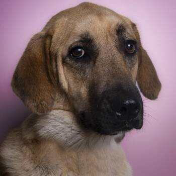 Ms. Survivor Hopper ( Tripaw) -  Yellow Labrador Retriever and Anatolian Shepherd Dog for Adoption in Ridgefield, Washington - Ms. Survivor Hopper ( Tripaw) | PetCurious