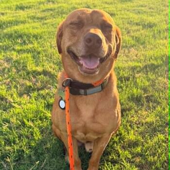 BUDDY LIVES AT THE CARWASH -  Labrador Retriever and Redbone Coonhound Dog for Adoption in Kaufman, Texas - BUDDY LIVES AT THE CARWASH | PetCurious