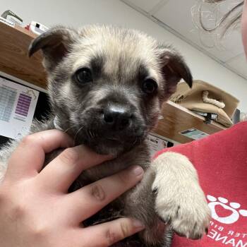 Shepherd Dogs Available for Adoption in Parrish, Alabama - Dawdle | PetCurious