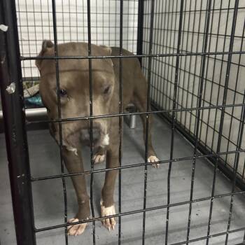 Nero -  Terrier Dog for Adoption in St. Louis, Missouri - Nero | PetCurious