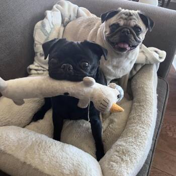 Pug Dogs Available for Adoption - Kobi | PetCurious