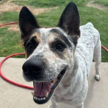 Cattle Dog Dogs Available for Adoption in New York, New York - Pancake | PetCurious