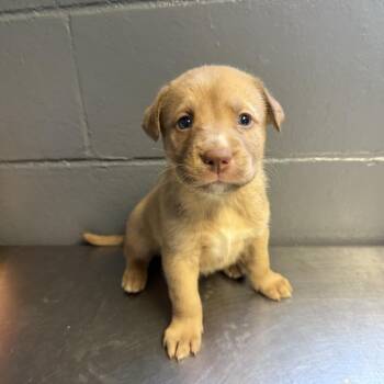 Shepherd and Labrador Retriever Dogs Available for Adoption in Tuscaloosa, Alabama - TUSC-Stray-84534_2_3_4_5_6 | PetCurious