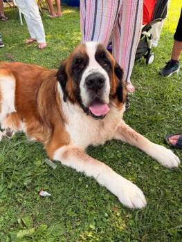 Astro -  Saint Bernard Dog for Adoption in Saluda, Virginia - Astro | PetCurious