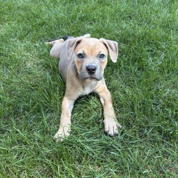 Spinnet -  Mixed Breed Dog for Adoption in Fredericksburg, Virginia - Spinnet | PetCurious