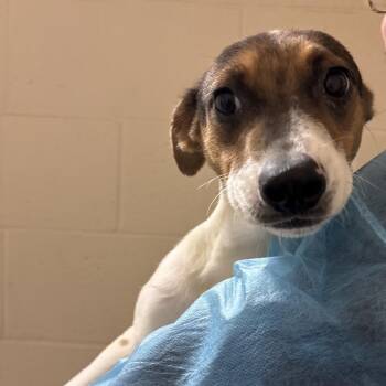 Devon -  Jack Russell Terrier Dog for Adoption in Reno, Nevada - Devon | PetCurious