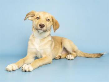 Siberian Husky Dogs Available for Adoption in Phoenix, Arizona - JUSTIN | PetCurious