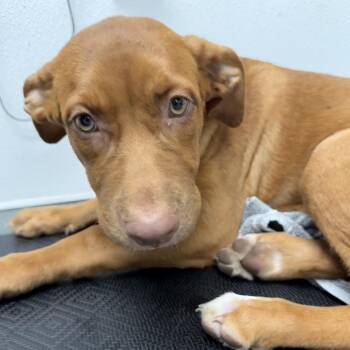 Gia -  Terrier Dog for Adoption in Abilene, Texas - Gia | PetCurious