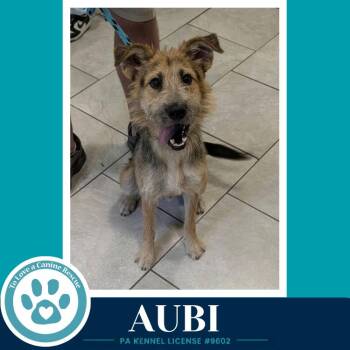 Aubi 100326 -  Shepherd and Poodle Dog for Adoption in Kimberton, Pennsylvania - Aubi 100326 | PetCurious
