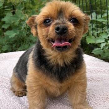 Reece -  Yorkshire Terrier Dog for Adoption in Pelham, New Hampshire - Reece | PetCurious