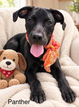 Panther -  Labrador Retriever Dog for Adoption in Tomball, Texas - Panther | PetCurious