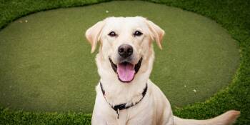 Penelope -  Labrador Retriever Dog for Adoption in Las Vegas, Nevada - Penelope | PetCurious