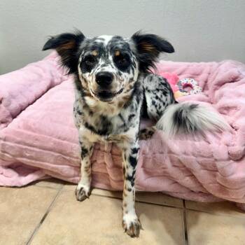 Australian Shepherd Dogs Available for Adoption - Hazel | PetCurious