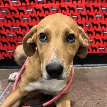 Bubbles -  Rhodesian Ridgeback and Pit Bull Terrier Dog Available for Adoption in Washburn, Missouri - Bubbles | PetCurious