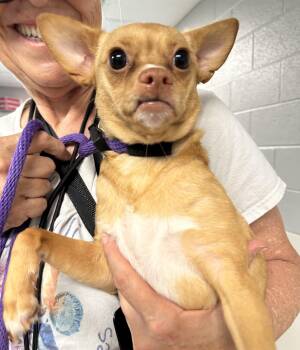 Big Mama (ID 51689) -  Chihuahua Dog for Adoption in Manassas, Virginia - Big Mama (ID 51689) | PetCurious