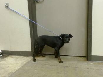 Rottweiler Dogs Available for Adoption in Ontario, California - A008638 | PetCurious