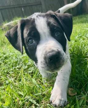 Catahoula Leopard Dog and Pit Bull Terrier Dogs Available for Adoption - Buford | PetCurious
