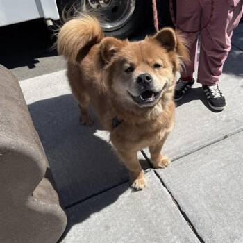 HUNCHO -  Chow Chow and French Bulldog Dog for Adoption in Alameda, California - HUNCHO | PetCurious