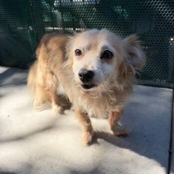 Bones -  Chihuahua Dog for Adoption in Pacific Grove, California - Bones | PetCurious
