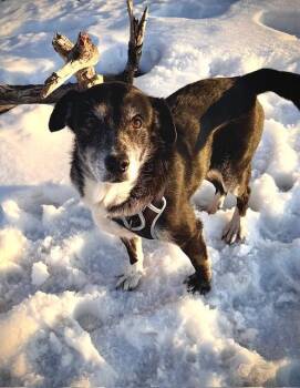 Retriever and Mixed Breed Dogs Available for Adoption - Nora | PetCurious