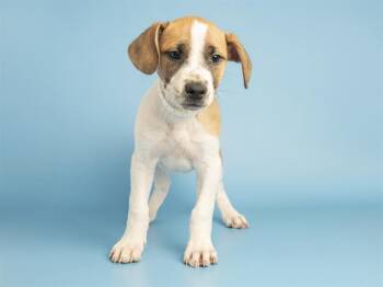 Australian Cattle Dog Blue Heeler and Pit Bull Terrier Dogs Available for Adoption in Phoenix, Arizona - MARIGOLD | PetCurious