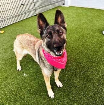 Aster -  German Shepherd Dog and Belgian Shepherd Malinois Dog for Adoption in Pleasant Grove, California - Aster | PetCurious