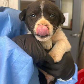 Mixed Breed Dogs Available for Adoption - Pencil | PetCurious